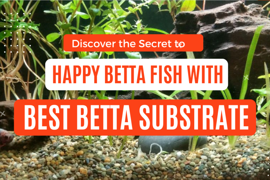 Best Betta Substrate