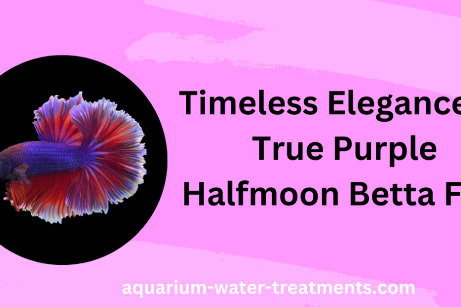 True Purple Halfmoon Betta Fish