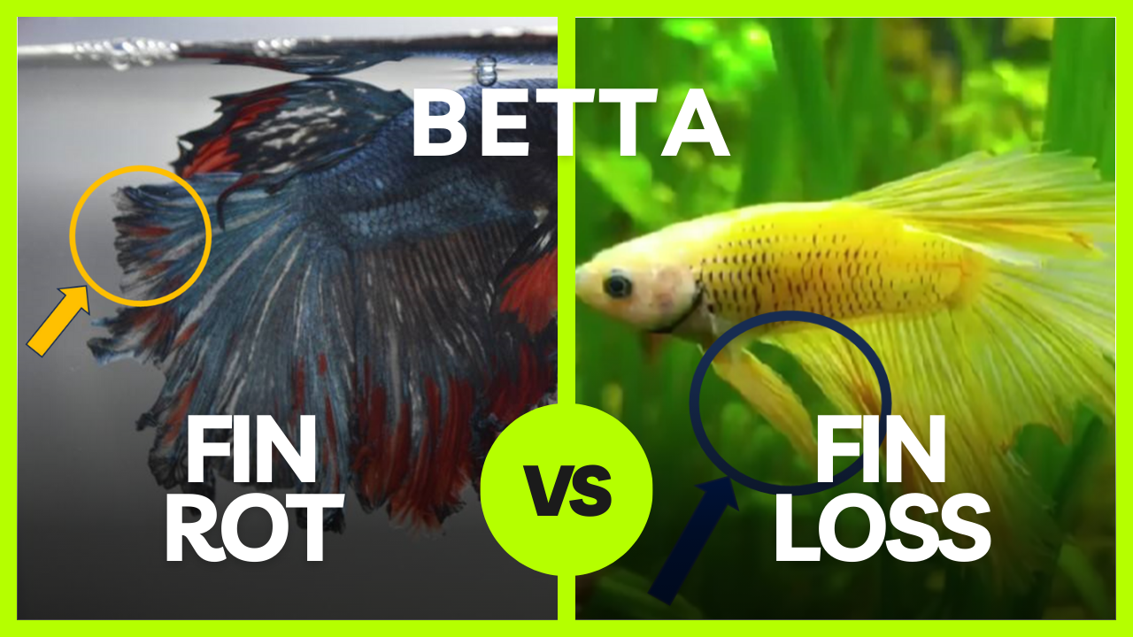 Betta Fish Health 101: Betta Fin Rot Vs Fin Loss - Aquarium Water ...